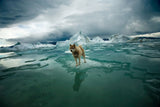 Zephyr - Arctic 2008 (ref. T3Z7392)