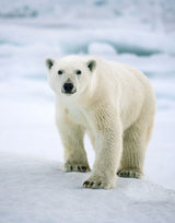 Bear One - Arctic 2008 (ref. T3Z9131)