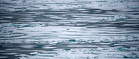 Bear II - Arctic 2008 (ref. T3Z9190)