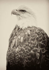 Royal Eagle - Alaska 2013 (ref. IMG_9293)