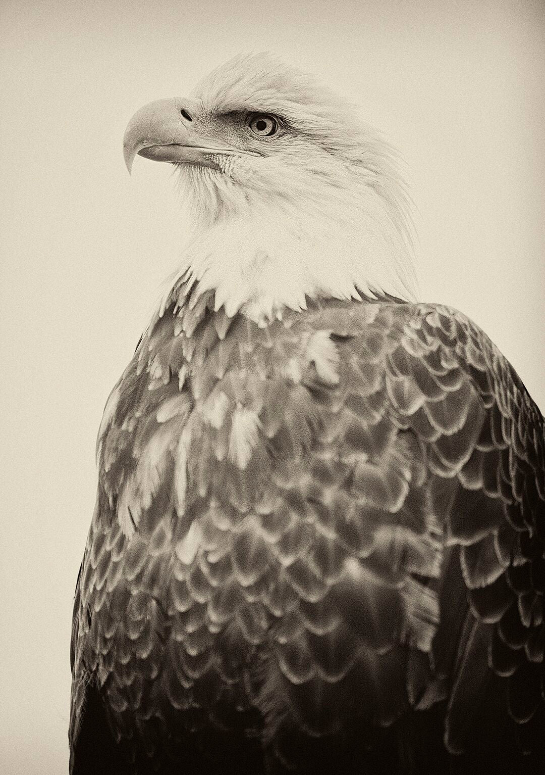 Royal Eagle by Sebastian Copeland, limited edition photography