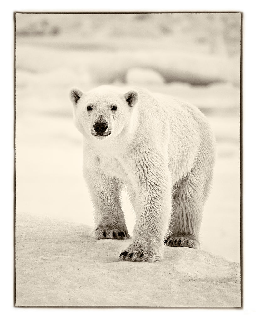 Bear One (B&W) by Sebastian Copeland, limited edition photography