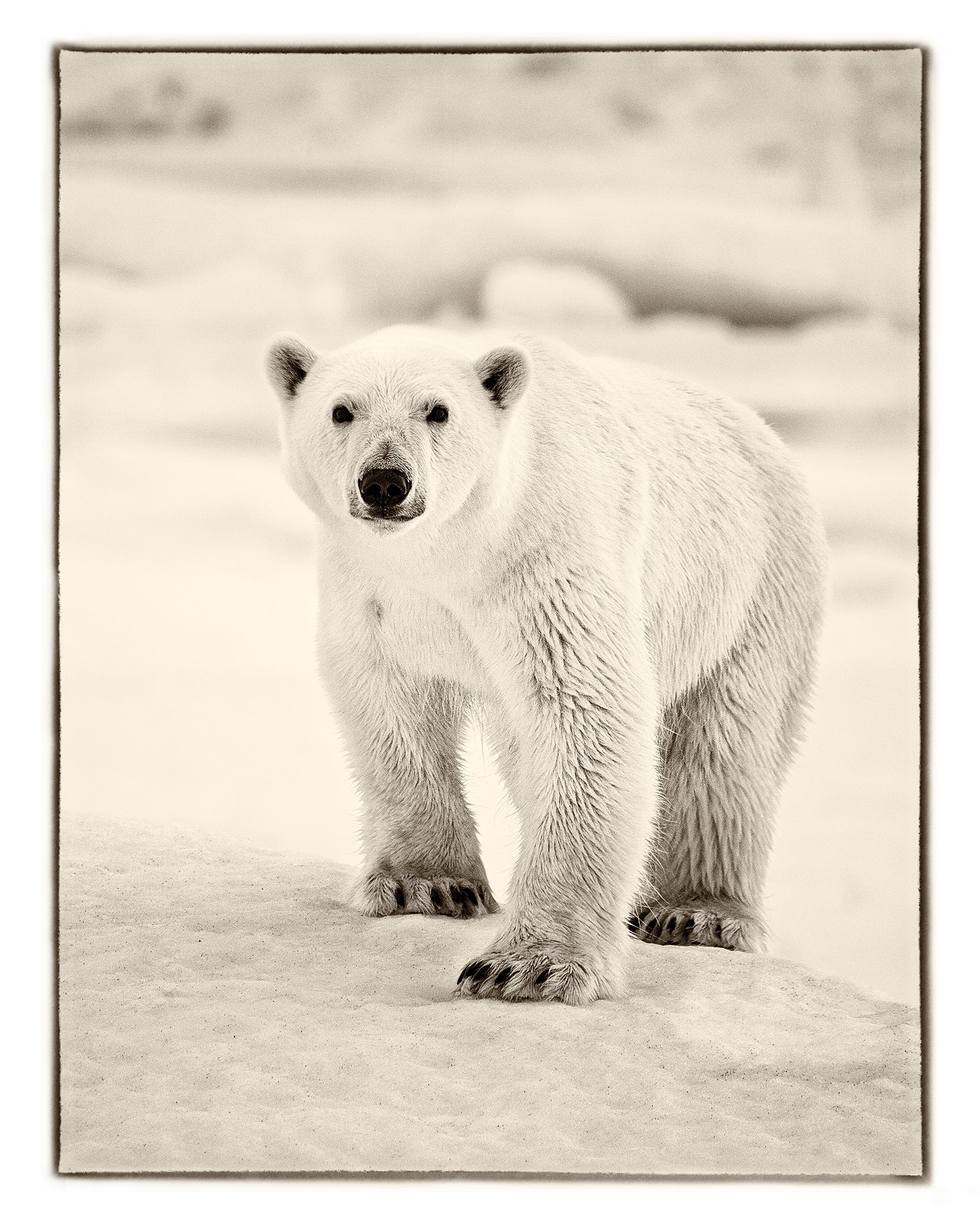 Bear One (B&W) by Sebastian Copeland, limited edition photography