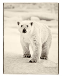 Bear One b - Greenland 2010 (ref. T3Z9131)