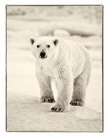 Bear One b - Greenland 2010 (ref. T3Z9131)