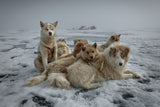 Qaanaaq Dogs I - Greenland 2023 (ref.A9A9563)