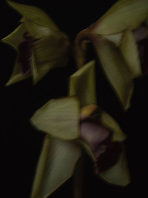 Cymbidium Cooksbridge by Patrizio di Renzo, limited edition photography