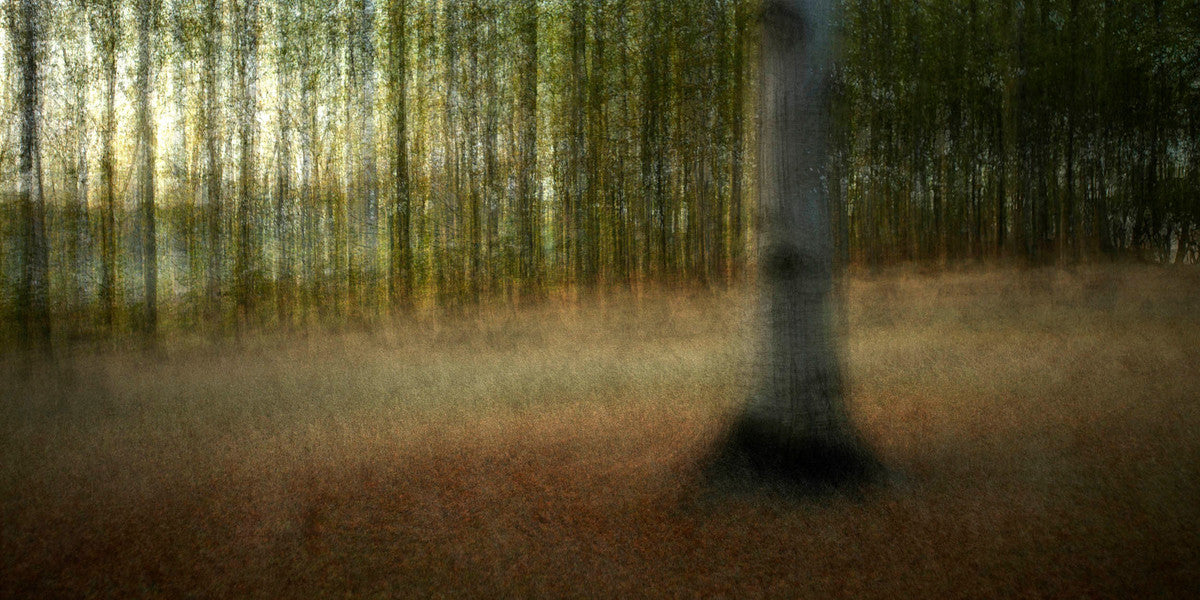 Holte #1 by Jacob Gils, limited edition photography