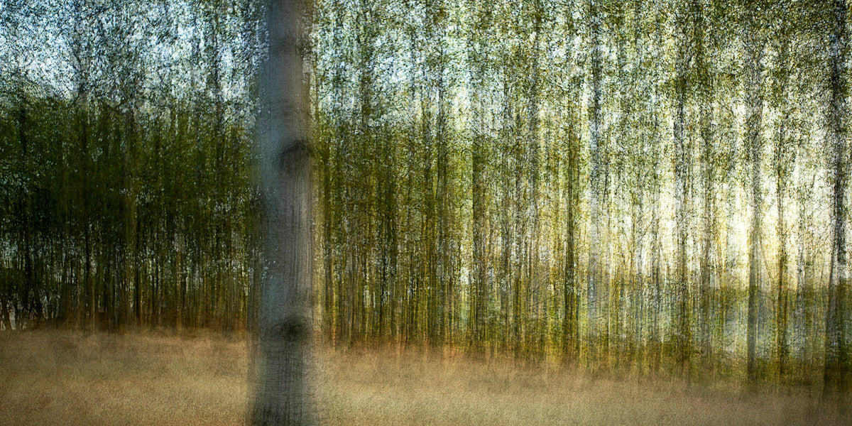 Holte #2 by Jacob Gils, limited edition photography