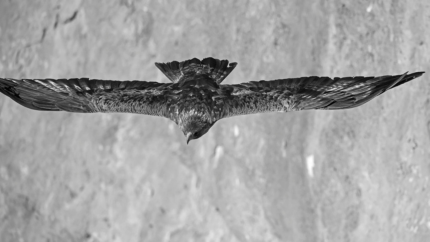 Golden Eagle # 322 by Heinz M. Gut, limited edition photography