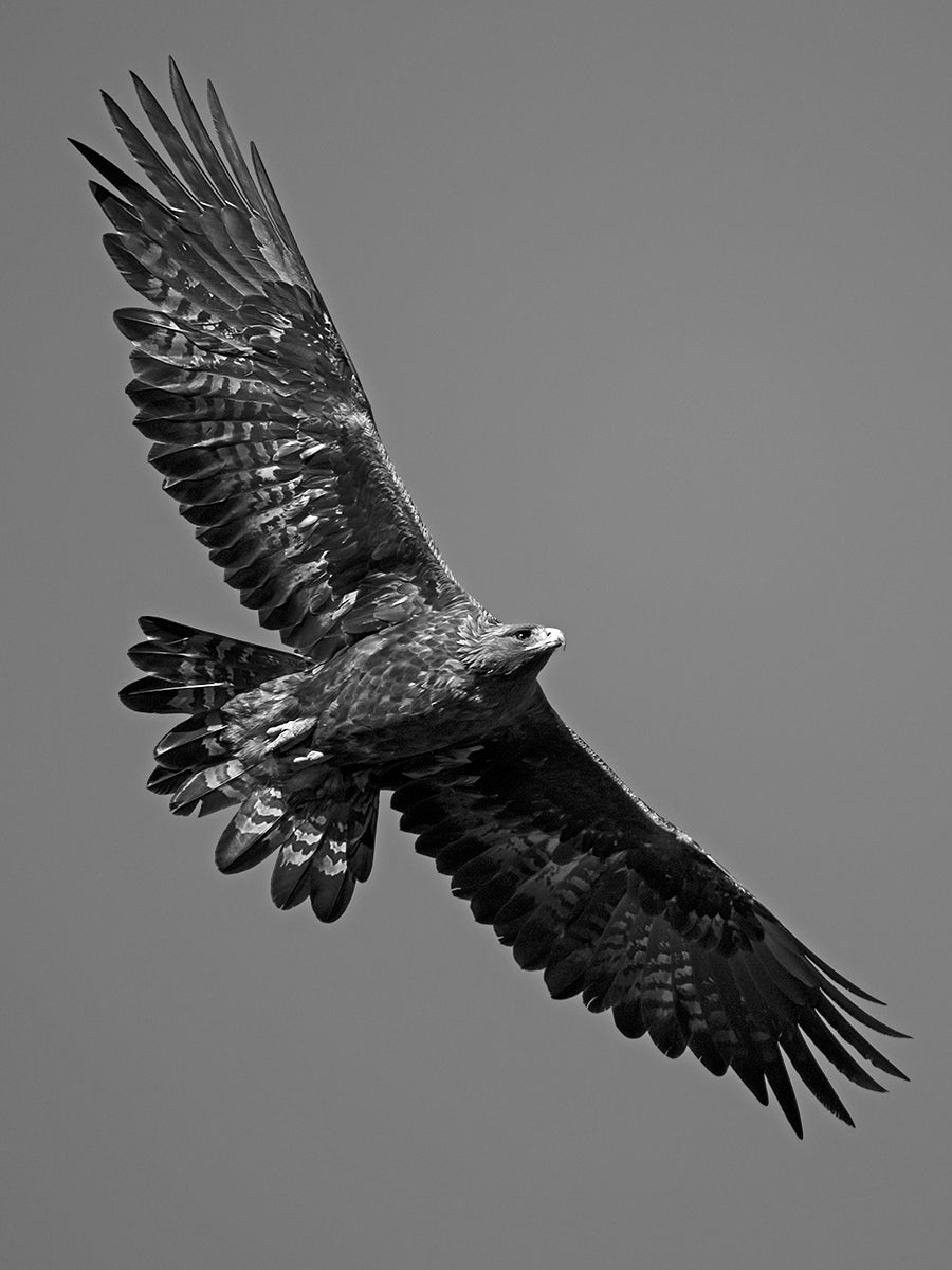 Golden Eagle # 1308 by Heinz M. Gut, limited edition photography