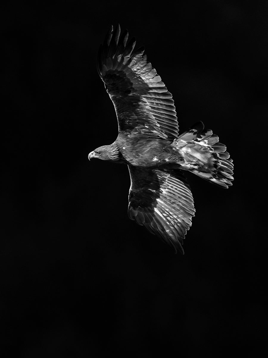 Golden Eagle # 2434 by Heinz M. Gut, limited edition photography