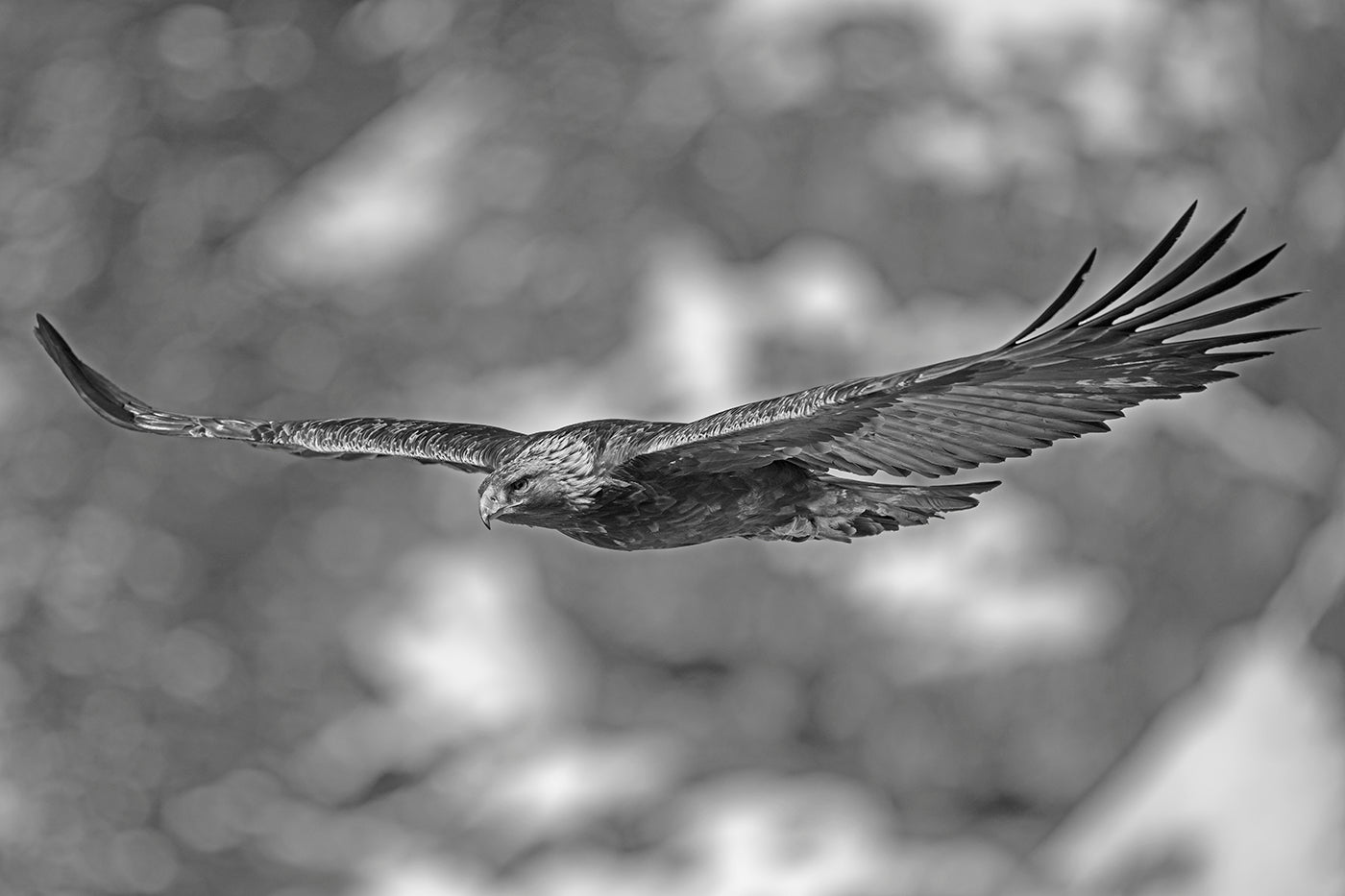 Golden Eagle # 3030 by Heinz M. Gut, limited edition photography
