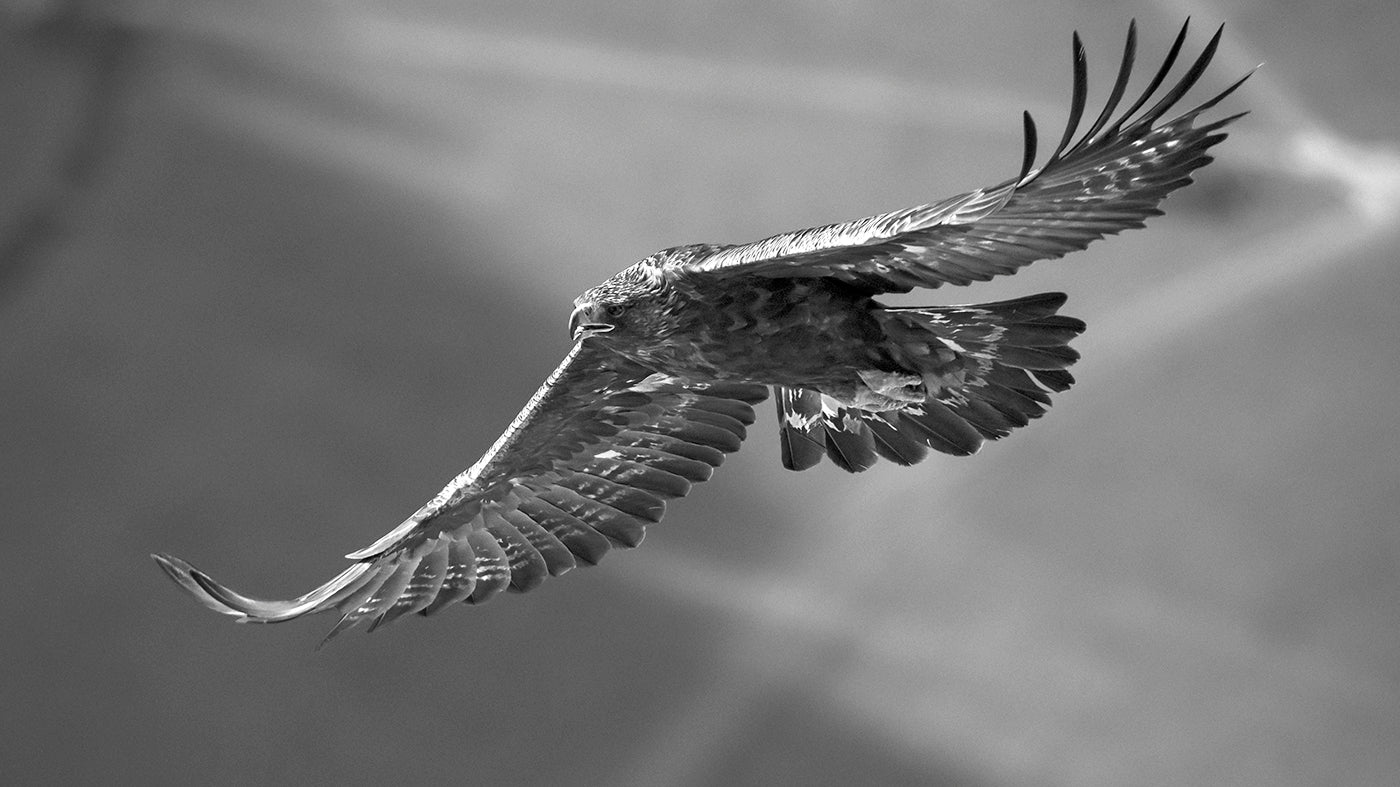 Golden Eagle # 5132 by Heinz M. Gut, limited edition photography