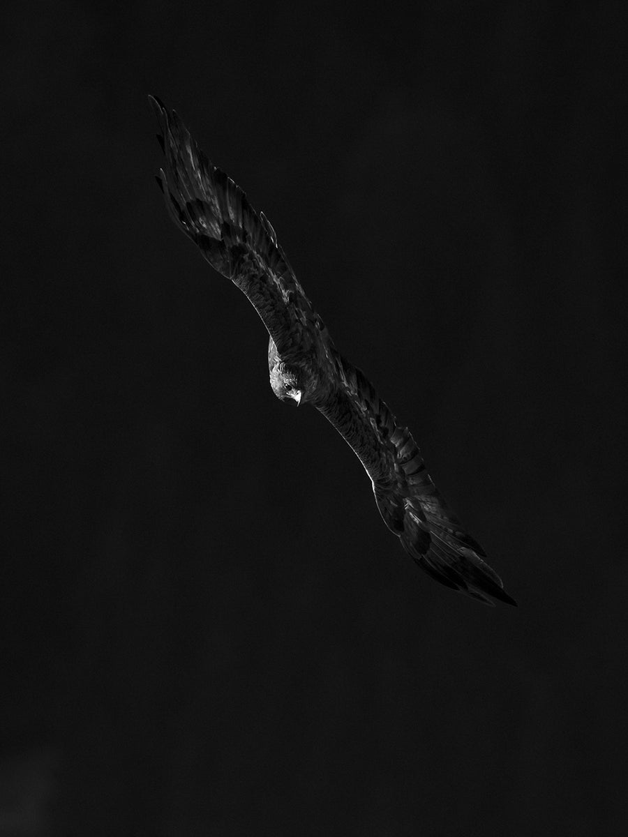 Golden Eagle # 5241 by Heinz M. Gut, limited edition photography