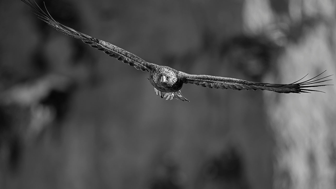 Golden Eagle # 7200 by Heinz M. Gut, limited edition photography