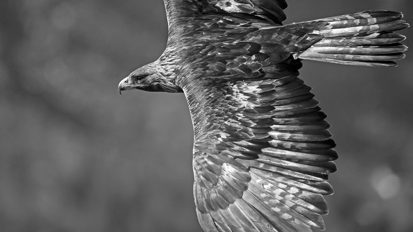 Golden Eagle # 7765 by Heinz M. Gut, limited edition photography