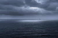 Free as a Bird