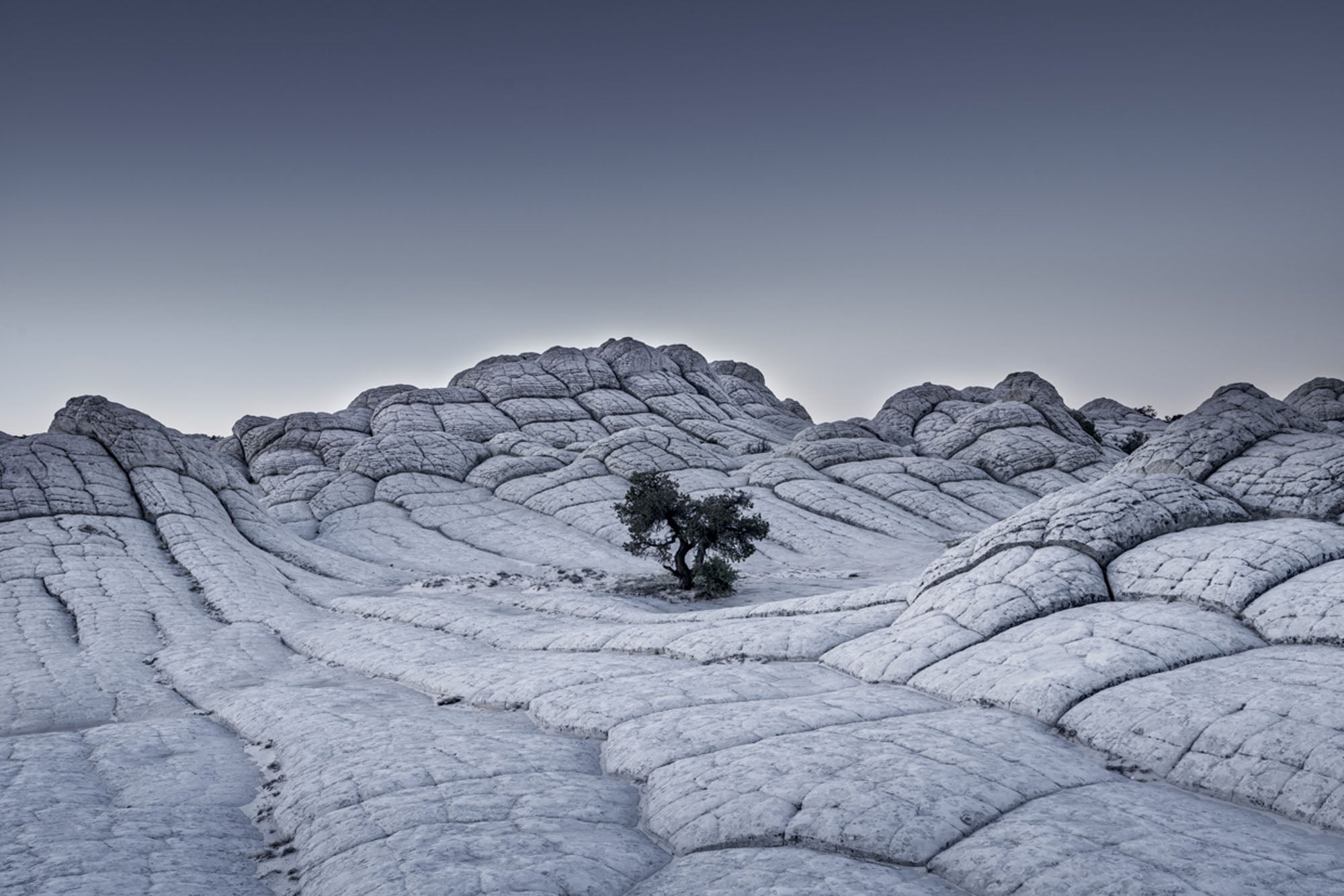 Lonely Tree