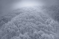 Fairy Forest I