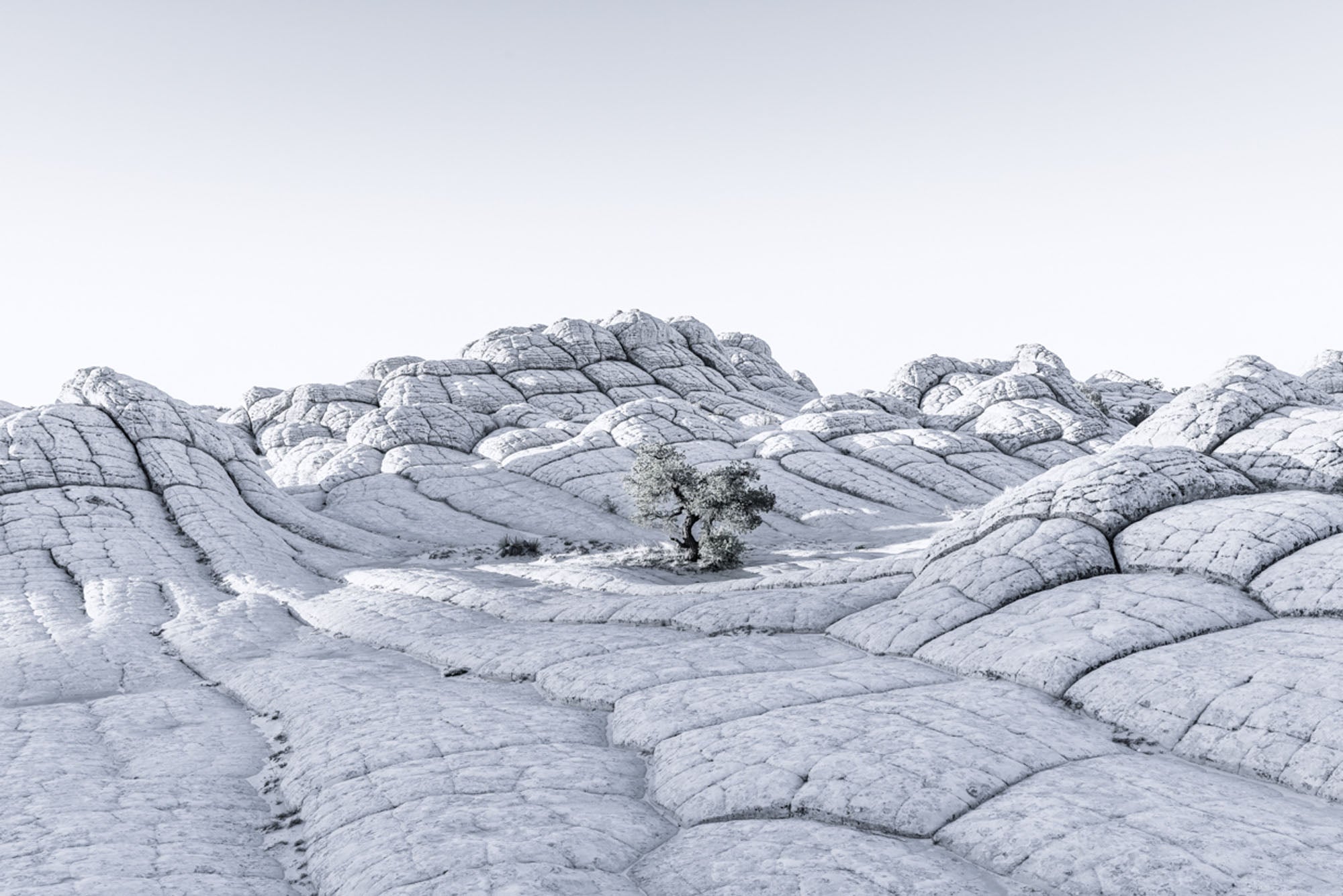 Lonely Tree II by Tom Jacobi, limited edition photography