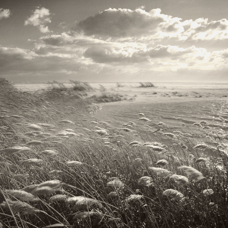 Phragmites by Michael Kahn, limited edition photography