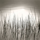 Reeds, Martha’s Vineyard