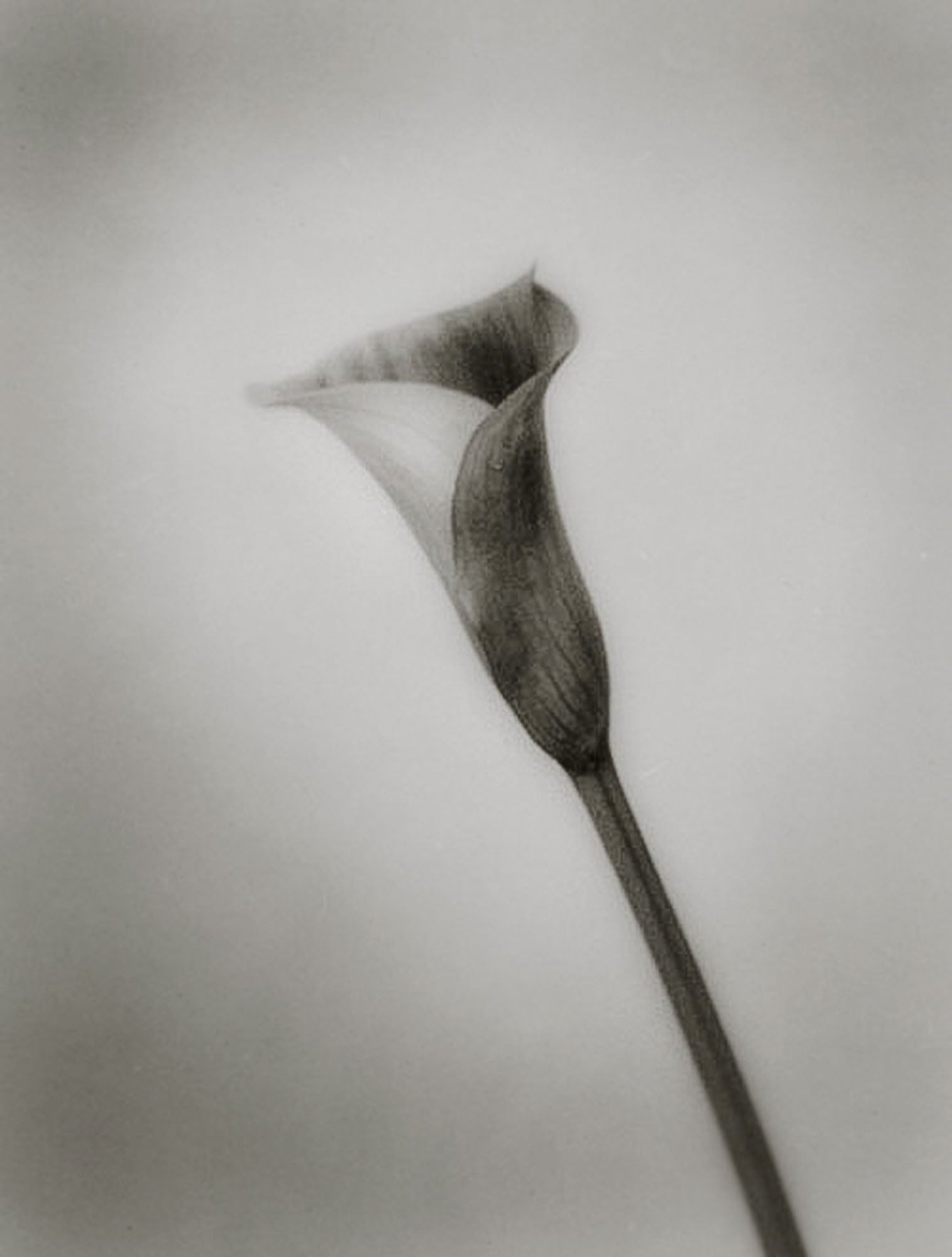 Calla by Silke Lauffs, limited edition photography