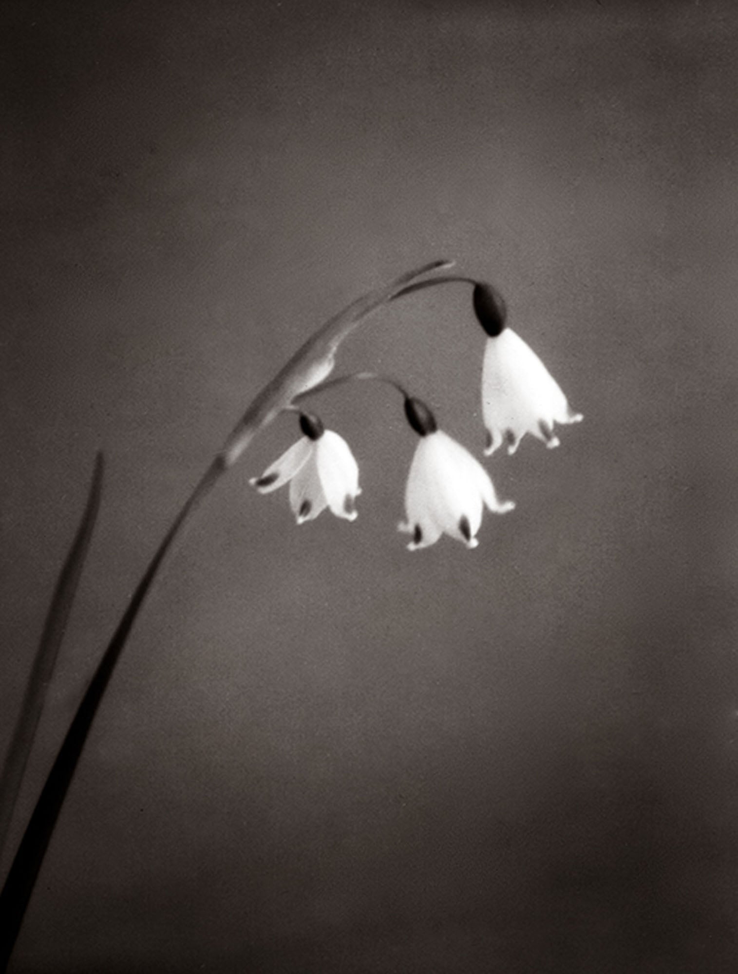 Summer Snowflake by Silke Lauffs, limited edition photography