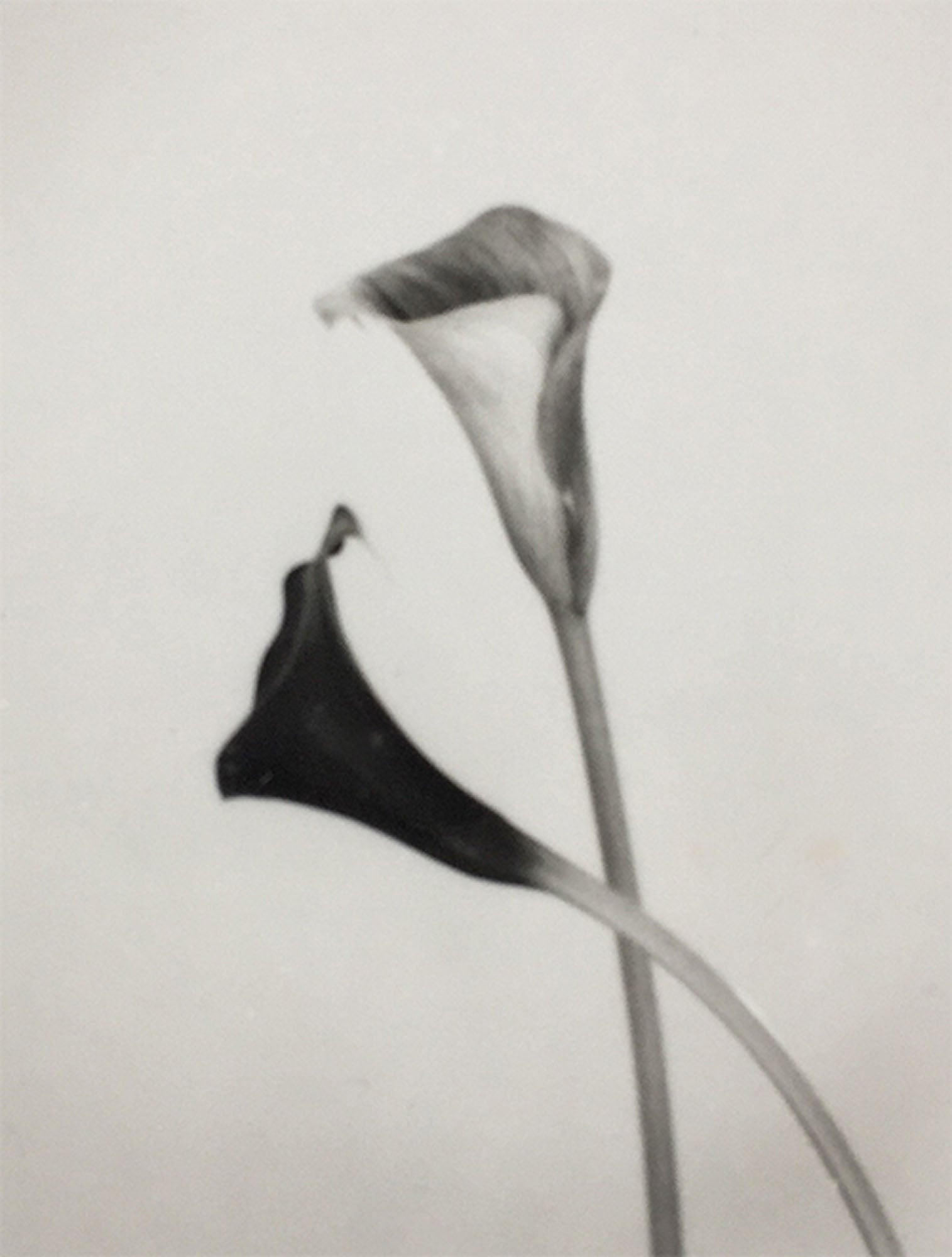 Calla #2