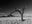 Namib Tree (b&w) by Marc Lagrange, limited edition photography