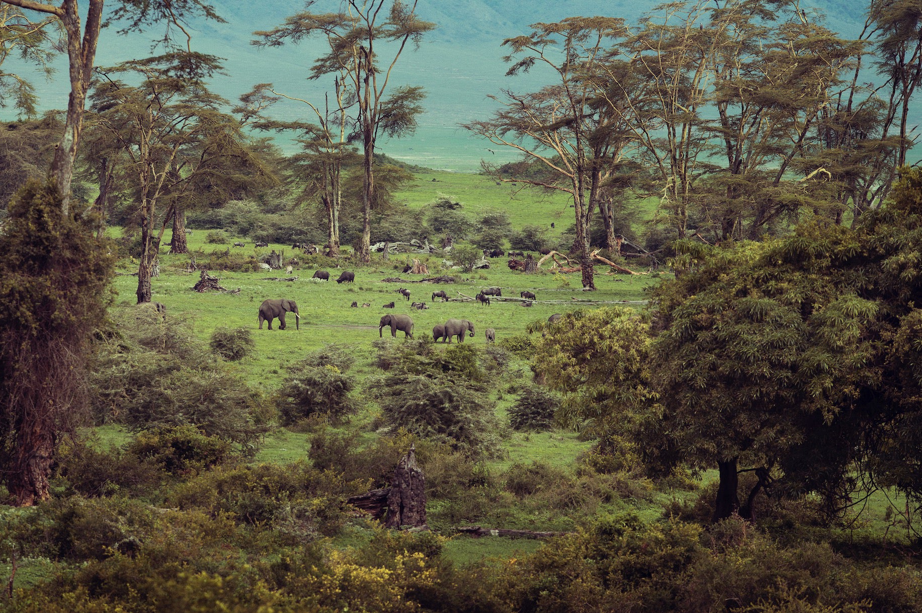 Ngorongoro (colour) by Marc Lagrange, limited edition photography