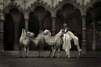 The Straw that broke the Camel's Back (sepia)