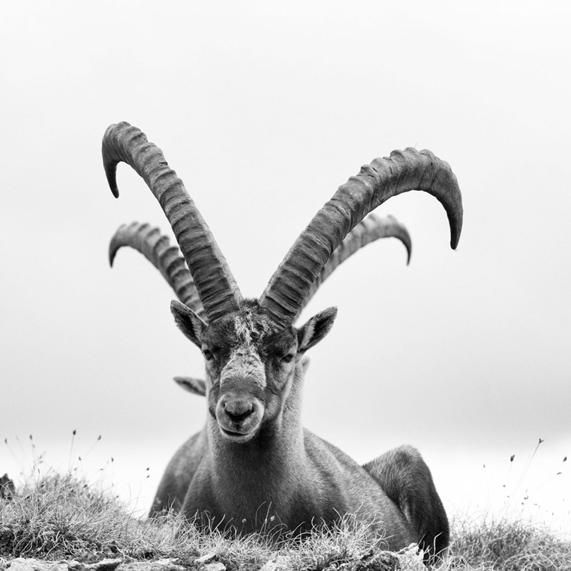 Capra Ibex Nr. 6, Switzerland