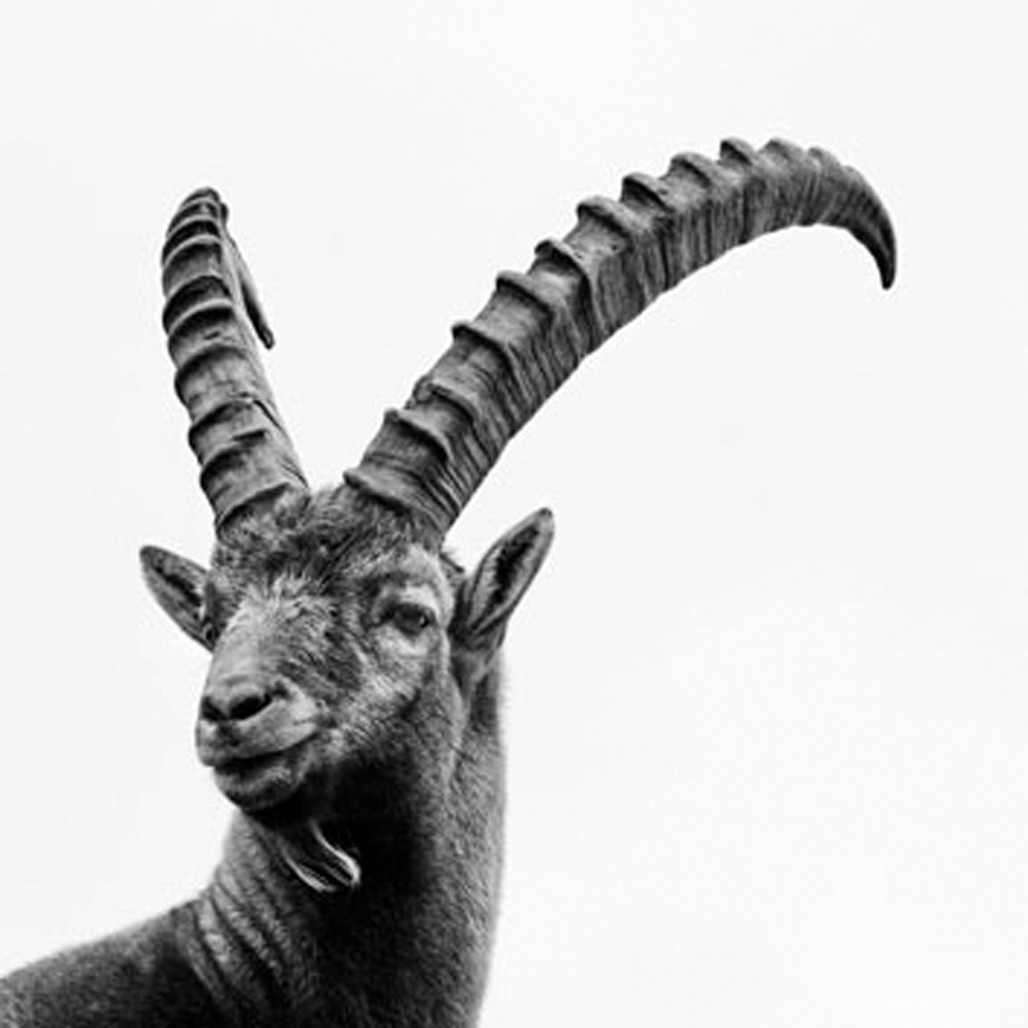 Capra Ibex Nr. 16, Switzerland