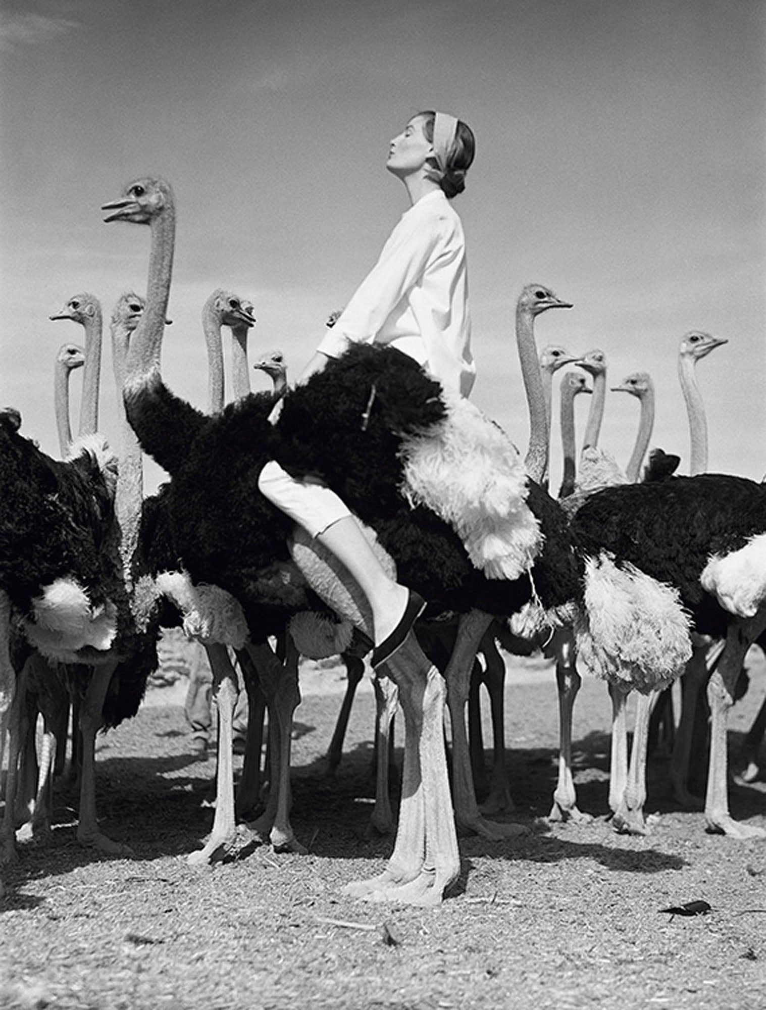 Wenda Parkinson and ostriches by Norman Parkinson, limited edition photography