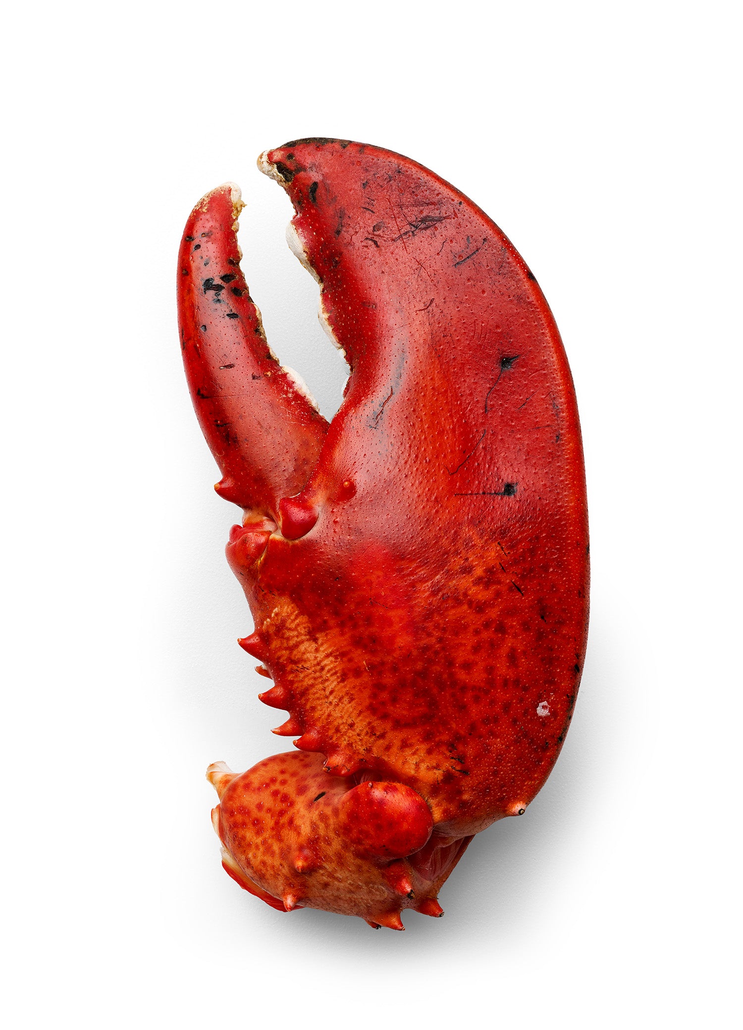 Lobster Claw by Peter Andrew Lusztyk, limited edition photography