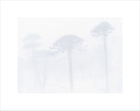 Absence, Patagonian Andes