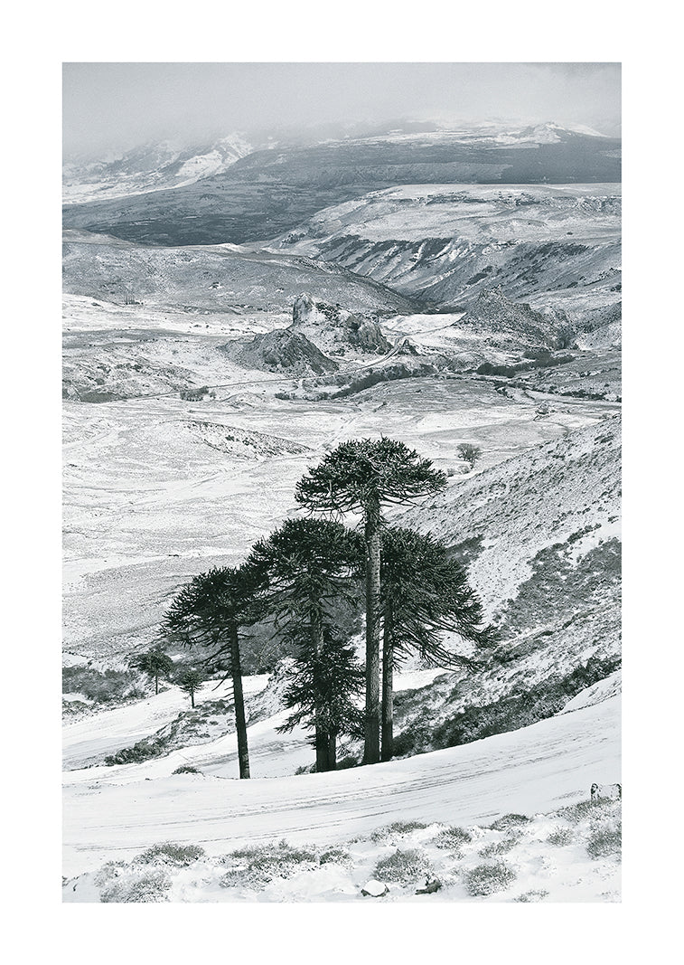 Mapuche Winter, Patagonian Andes