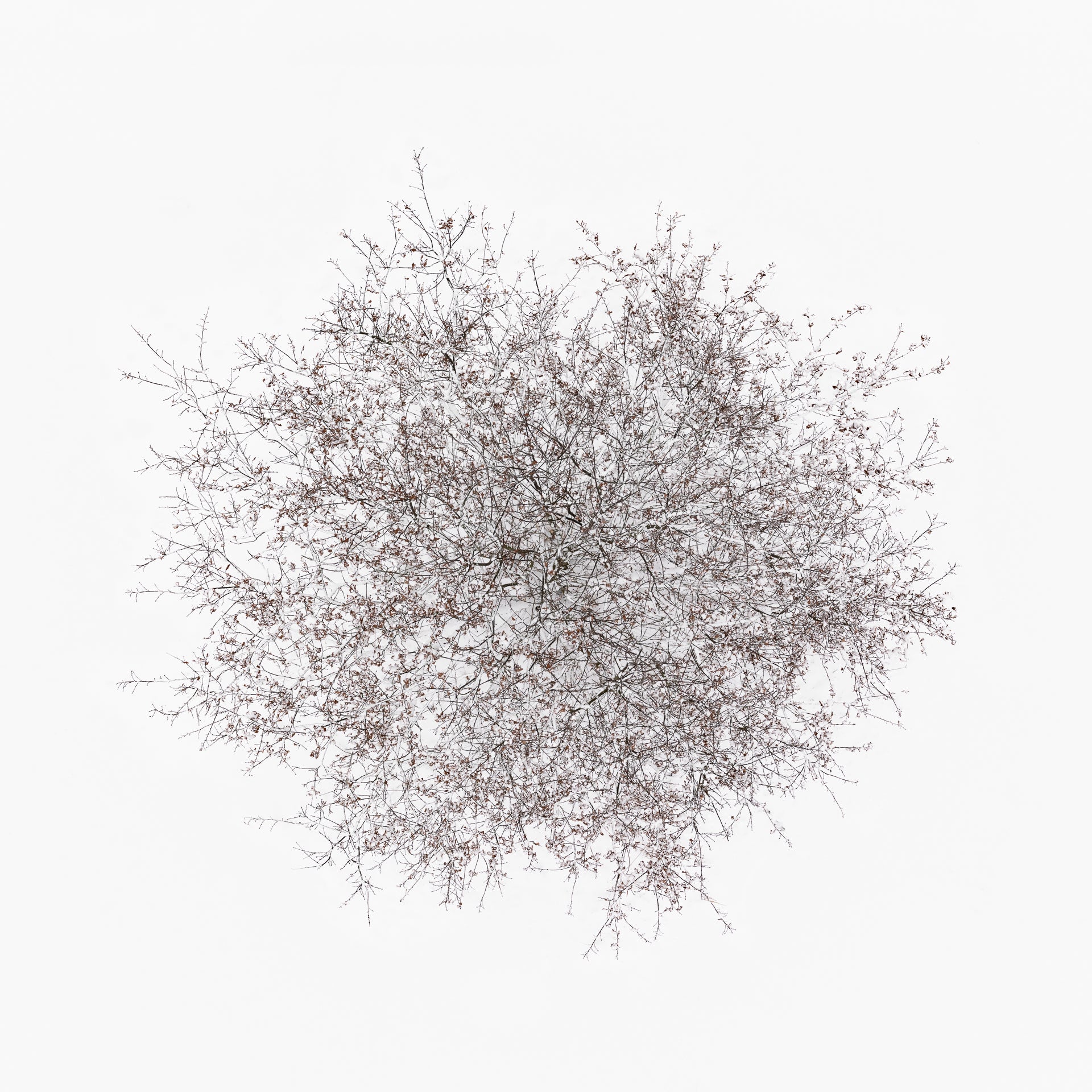 N°TTCS01 (The Tree Crown Series, Germany) by Tom Hegen, limited edition photography