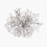 N°TTCS02 (The Tree Crown Series, Germany)