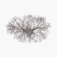 N°TTCS03 (The Tree Crown Series, Germany)