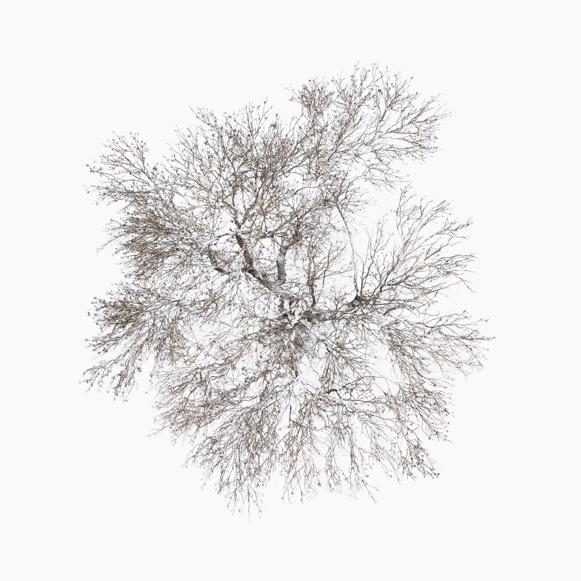 N°TTCS04 (The Tree Crown Series, Germany) by Tom Hegen, limited edition photography