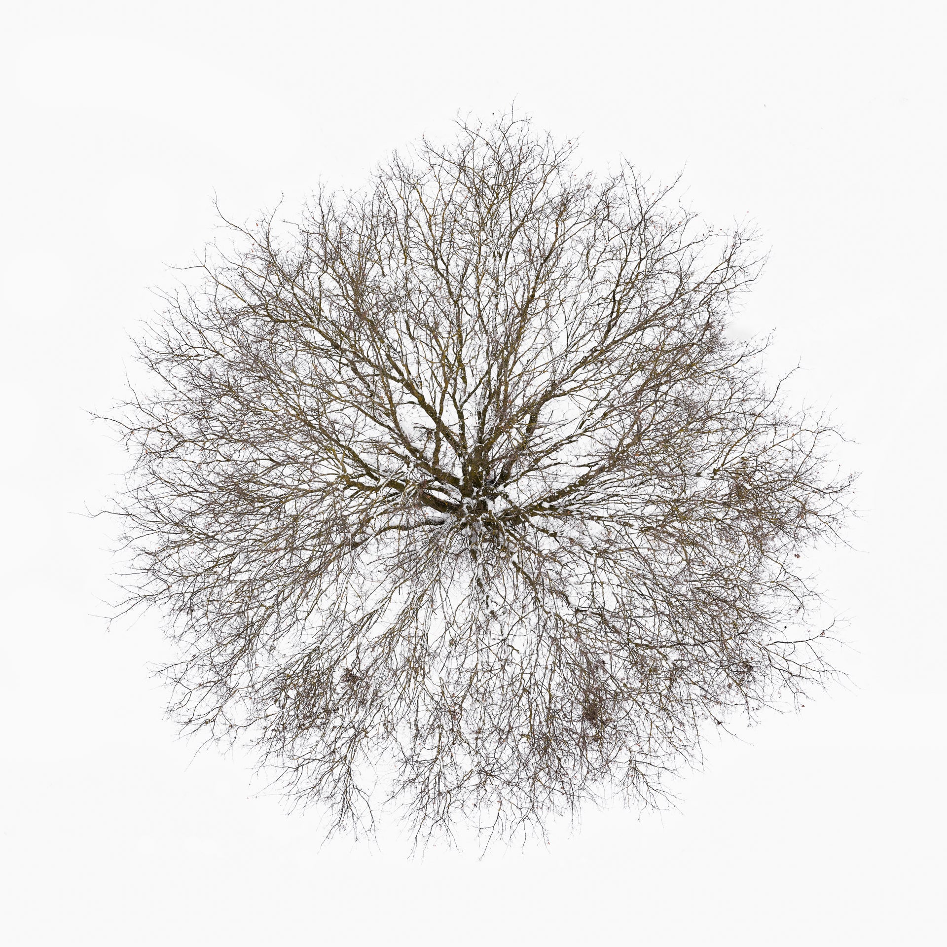 N°TTCS05 (The Tree Crown Series, Germany) by Tom Hegen, limited edition photography