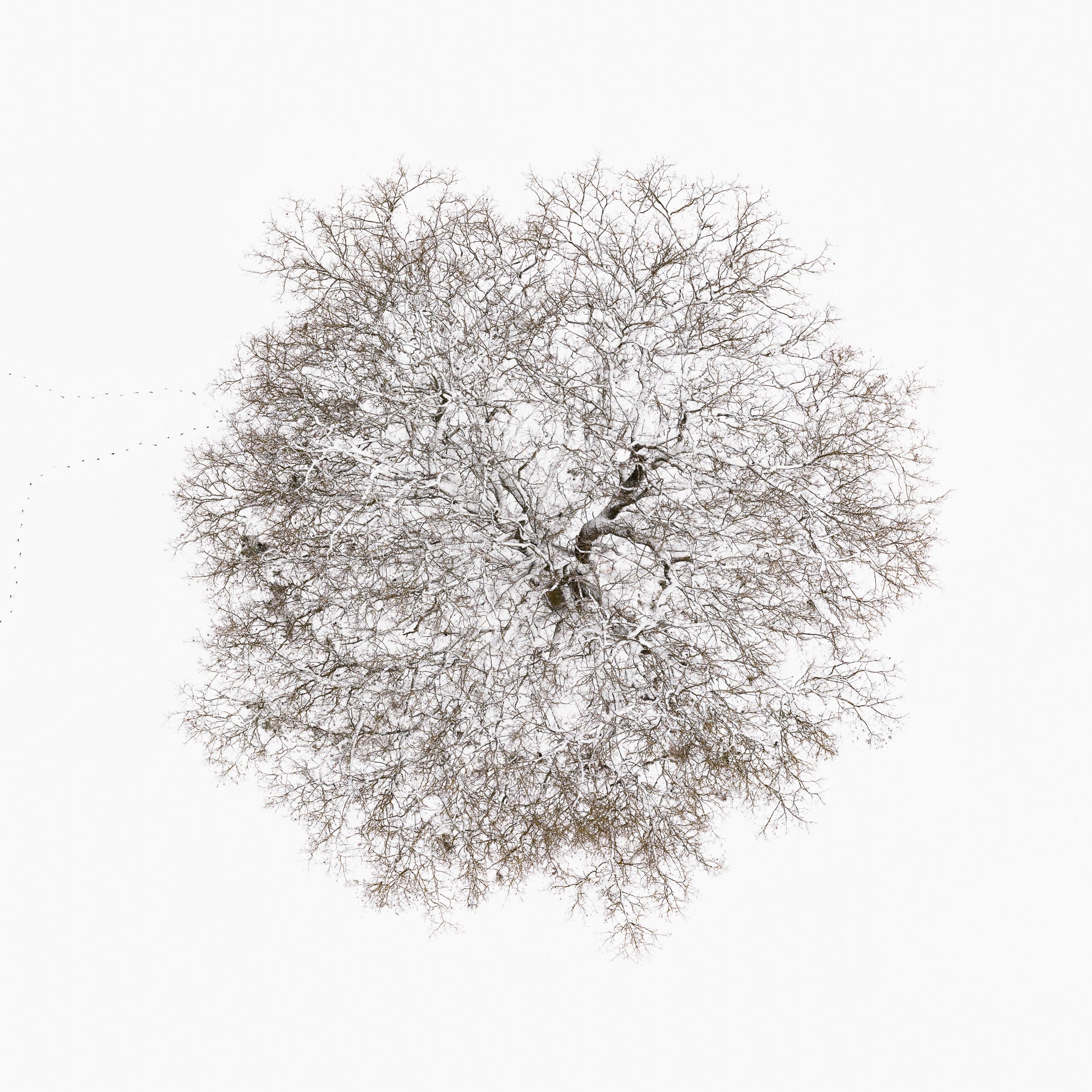 N°TTCS06 (The Tree Crown Series, Germany) by Tom Hegen, limited edition photography