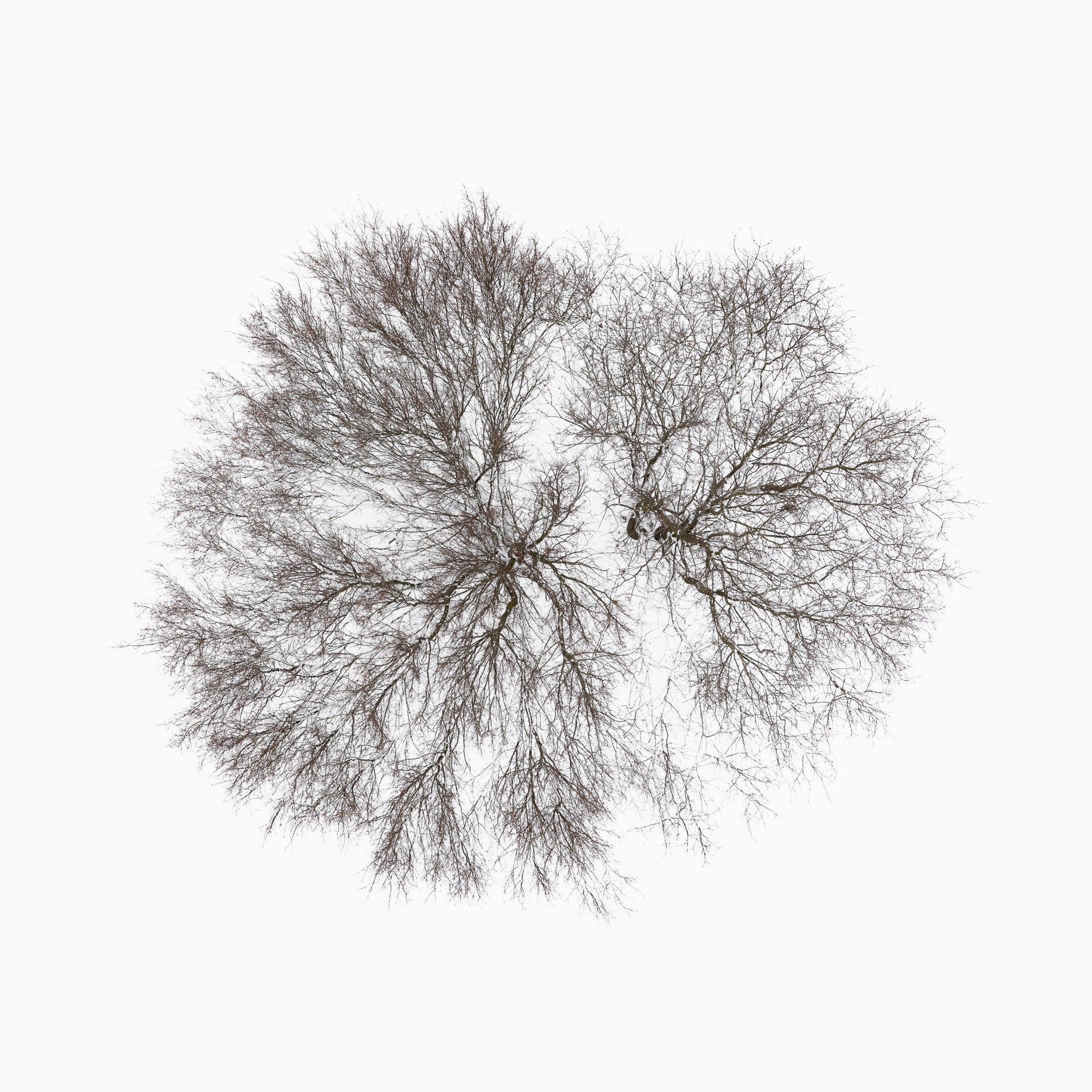 N°TTCS08 (The Tree Crown Series, Germany) by Tom Hegen, limited edition photography