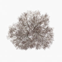 N°TTCS11 (The Tree Crown Series, Germany)