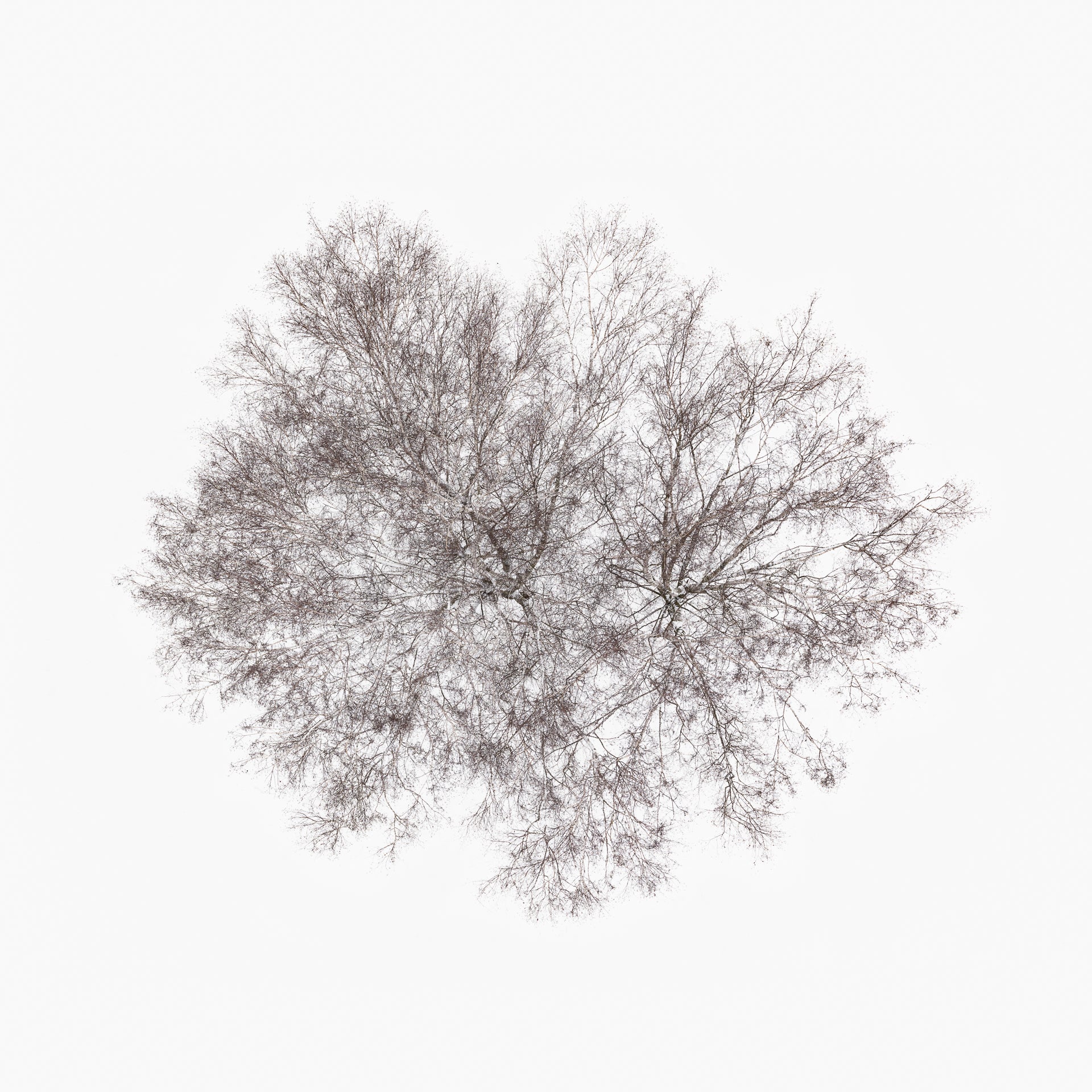 N°TTCS12 (The Tree Crown Series, Germany) by Tom Hegen, limited edition photography