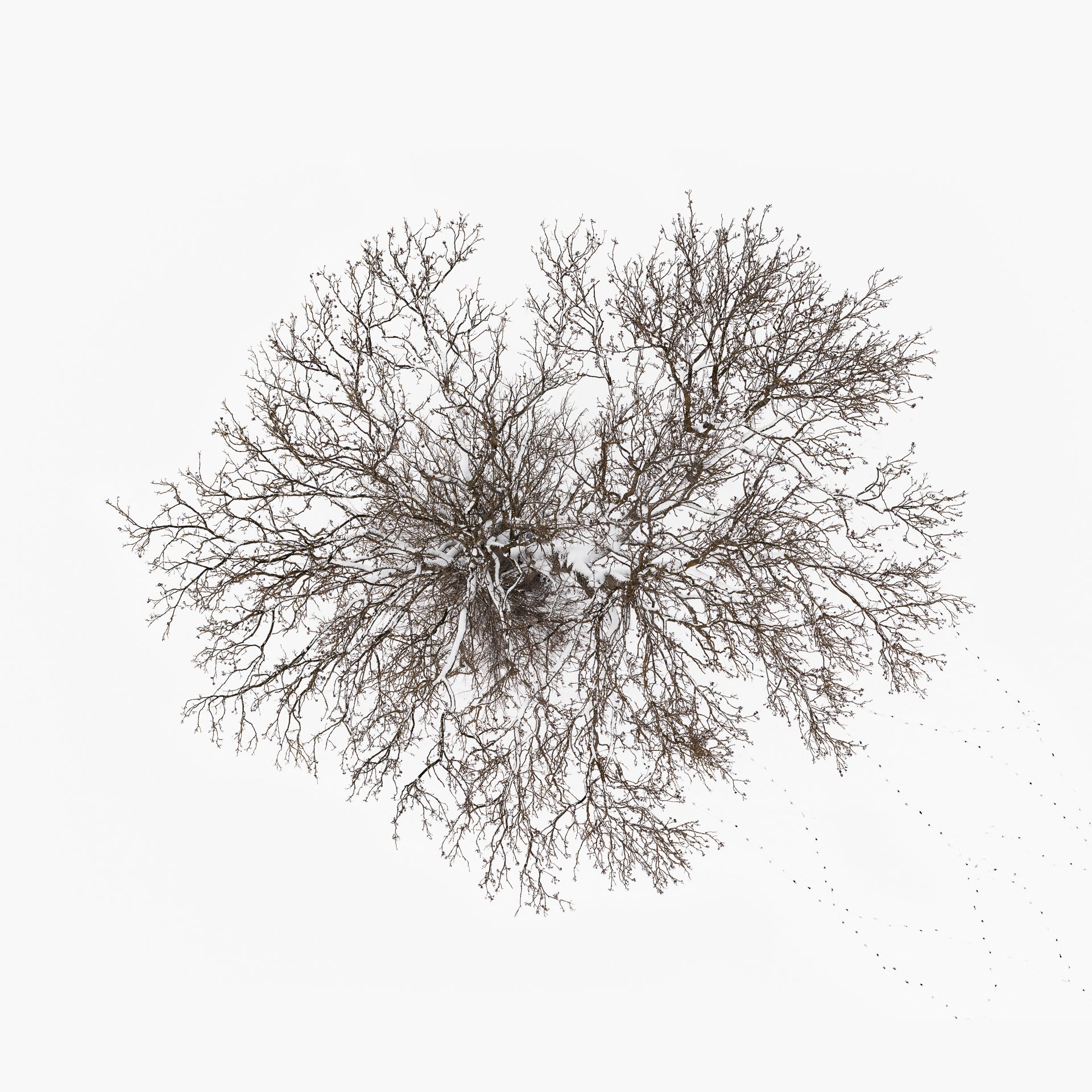 N°TTCS14 (The Tree Crown Series, Germany) by Tom Hegen, limited edition photography