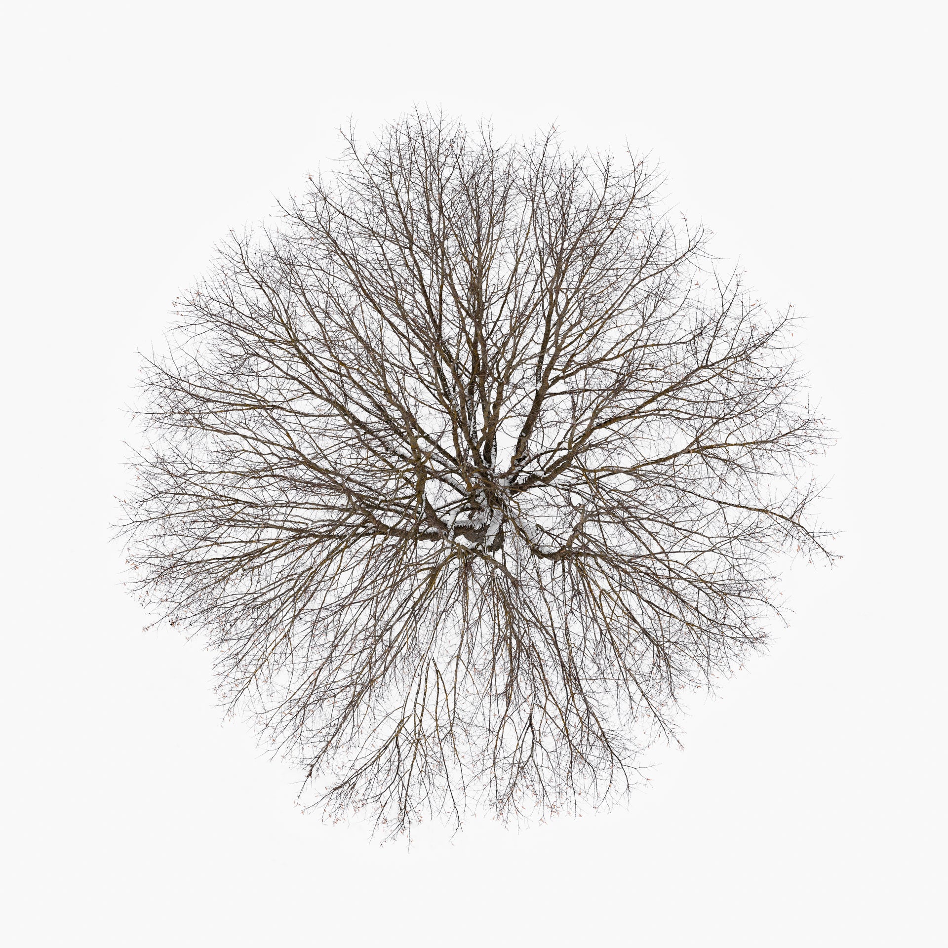 N°TTCS15 (The Tree Crown Series, Germany) by Tom Hegen, limited edition photography